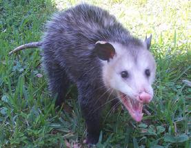 DQ Pest Control | Long Island | Nassau County | New York | Opossum | Possums | Removal