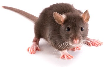 DQ Pest Control | Long Island | Nassau County | New York | Mice | Rats | Rodents | Removal